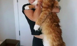 消防员帮小姐姐照看小猫,小猫的临时守护者